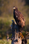 Juvenile Bald Eagle